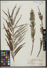 Foto von Salix viminalis L.